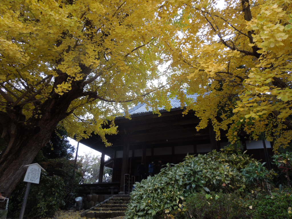 第18回そぶえイチョウ「黄葉まつり」_a0120513_23301894.jpg
