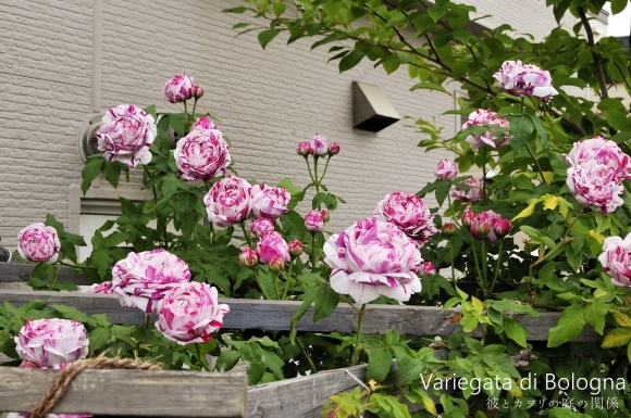 絞り咲きの薔薇は好きですか？ : 彼とカヲリの庭の関係