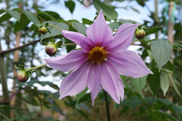 e0117318_1551254.jpg