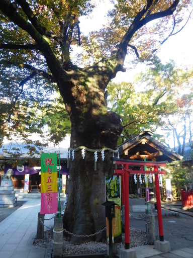 歌舞伎 神霊矢口渡 (しんれいやぐちのわたし) 2015年11月15日 国立劇場_e0345320_00315027.jpg