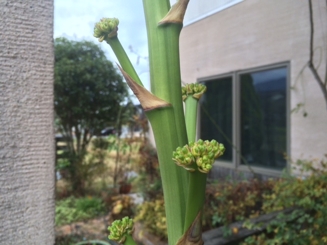 今のアガベの花穂はこんな感じ_f0054421_15444852.jpg