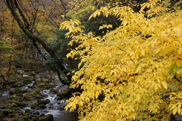 紅葉登山_d0333943_6425945.jpg