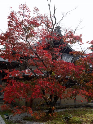 永源寺の紅葉_b0107544_18461298.jpg