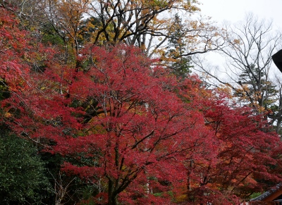 永源寺の紅葉_b0107544_18463628.jpg