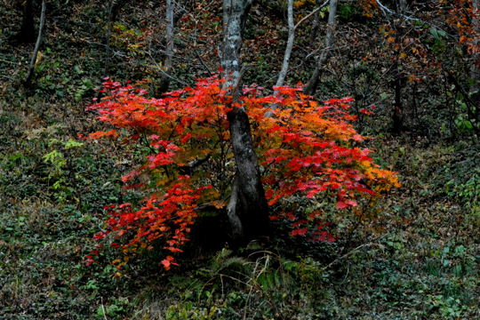 c0093046_19343954.gif