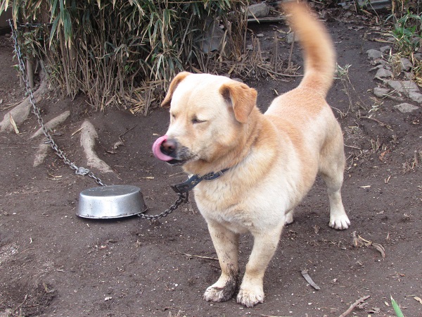 おっさん犬 おっさんになる きつねこぱん