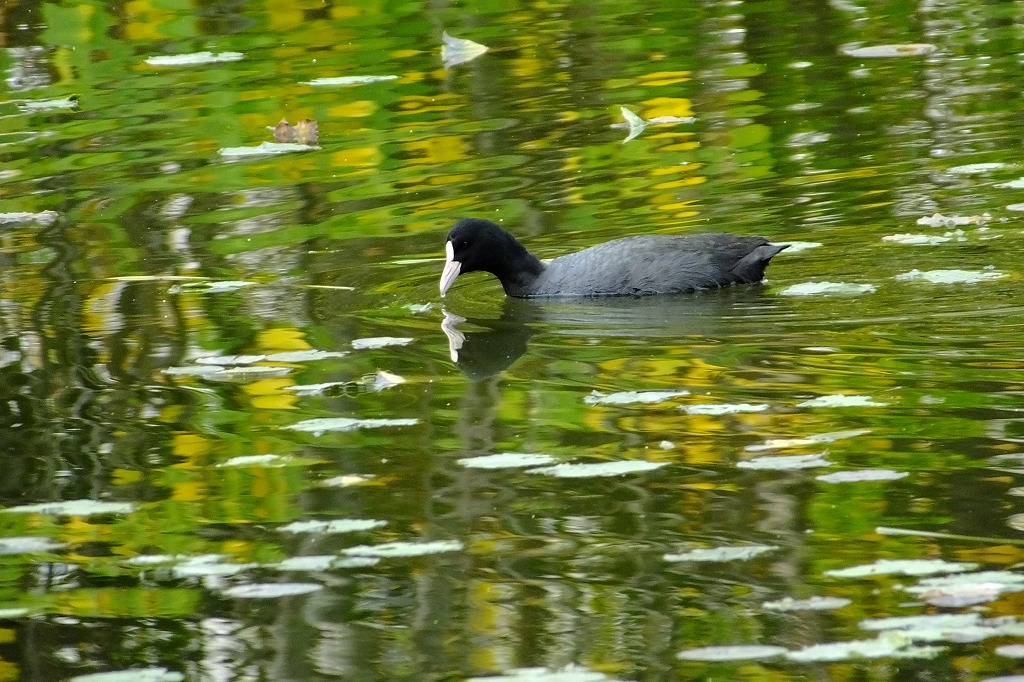 公園で散策　その３　モミジバフウ　_b0236251_11101362.jpg