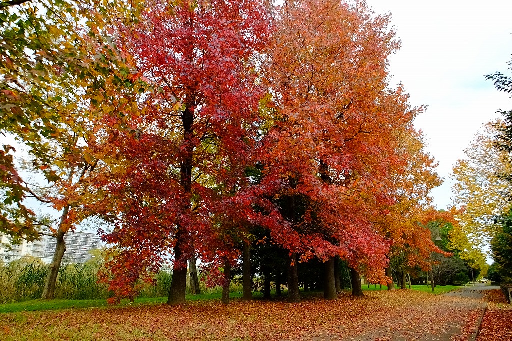 公園で散策　その３　モミジバフウ　_b0236251_117345.jpg