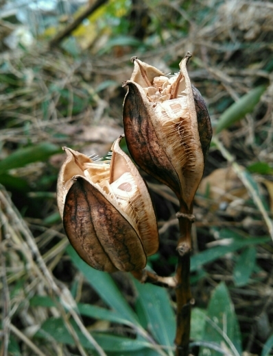 秋の実 ウバユリと甘茶蔓 花追い日記
