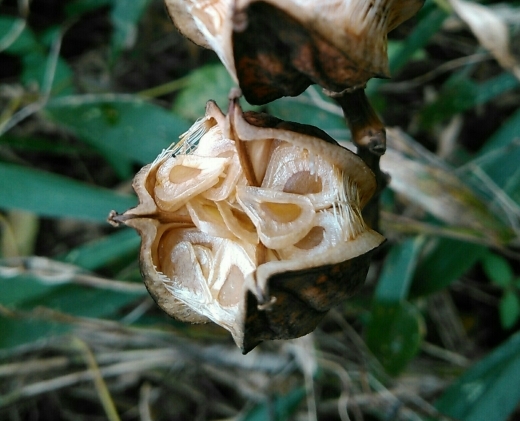 秋の実 ウバユリと甘茶蔓 花追い日記