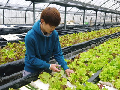 水耕栽培 ほうれん草、サラダレタス、水菜!収穫と出荷の様子を取材してきました!!_a0254656_16482755.jpg