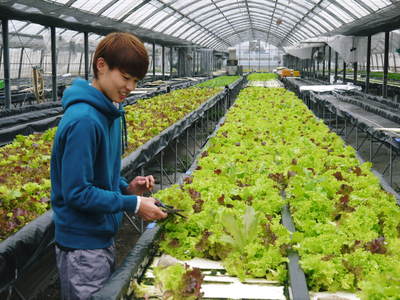 水耕栽培 ほうれん草、サラダレタス、水菜!収穫と出荷の様子を取材してきました!!_a0254656_16511055.jpg
