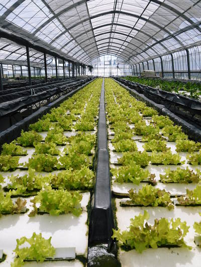 水耕栽培 ほうれん草、サラダレタス、水菜!収穫と出荷の様子を取材してきました!!_a0254656_17352831.jpg
