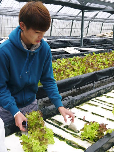 水耕栽培 ほうれん草、サラダレタス、水菜!収穫と出荷の様子を取材してきました!!_a0254656_17425136.jpg