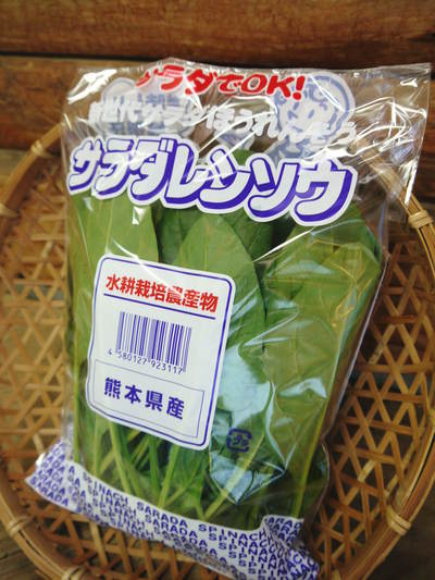 水耕栽培 ほうれん草、サラダレタス、水菜!収穫と出荷の様子を取材してきました!!_a0254656_177375.jpg