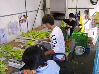 水耕栽培　ほうれん草、サラダレタス、水菜！収穫と出荷の様子を取材してきました!!_a0254656_1805323.jpg