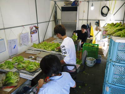 水耕栽培 ほうれん草、サラダレタス、水菜!収穫と出荷の様子を取材してきました!!_a0254656_1814983.jpg