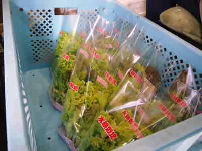 水耕栽培 ほうれん草、サラダレタス、水菜!収穫と出荷の様子を取材してきました!!_a0254656_18173272.jpg