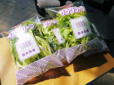 水耕栽培 ほうれん草、サラダレタス、水菜!収穫と出荷の様子を取材してきました!!_a0254656_18193382.jpg