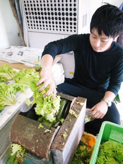水耕栽培 ほうれん草、サラダレタス、水菜!収穫と出荷の様子を取材してきました!!_a0254656_1833449.jpg