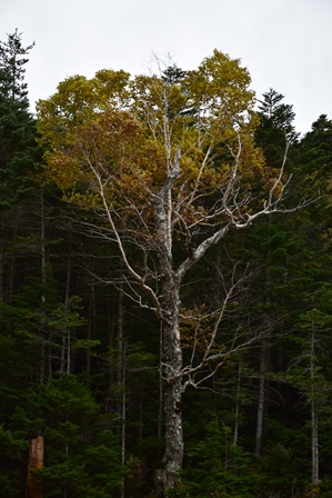 大河原峠～双子池の紅葉2015_f0342371_20132932.jpg