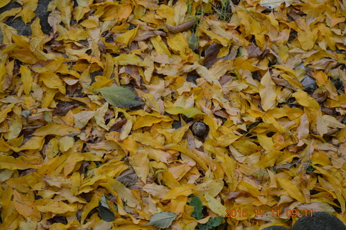 c0223879_450858.jpg