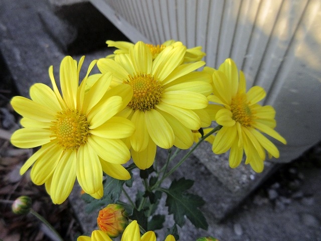 b0182884_2349252.jpg