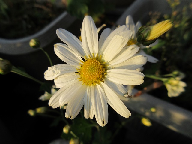 b0182884_2350697.jpg