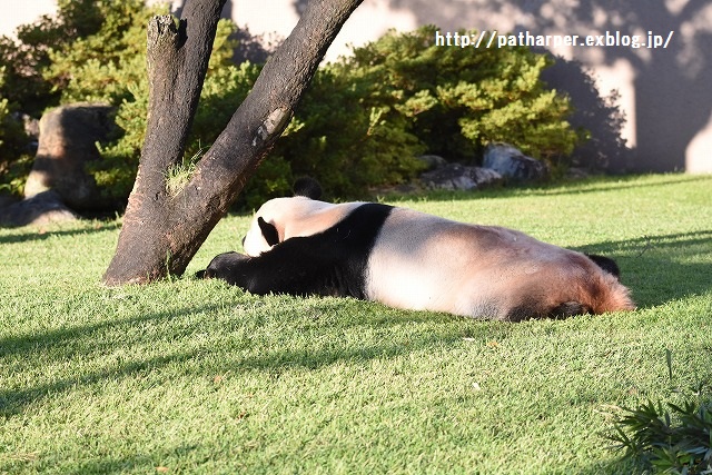 ２０１５年１０月　白浜パンダ見隊　その３_a0052986_037574.jpg