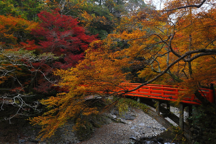 西明寺_e0051888_2582886.jpg