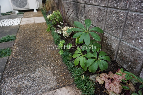 タマリュウの使い方 日陰の植栽 花の庭づくり庭ぐらしガーデニングキララ