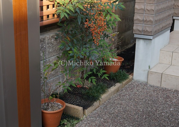 タマリュウの使い方 日陰の植栽 花の庭づくり庭ぐらしガーデニングキララ