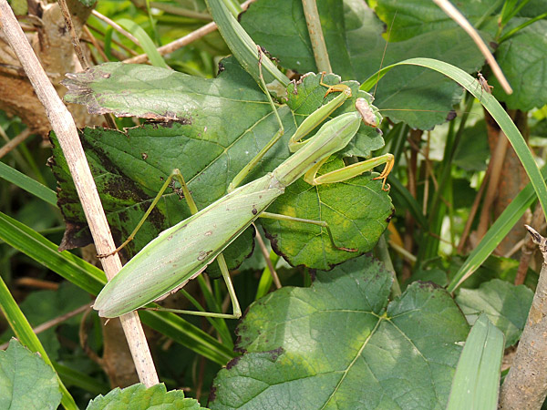 カマキリパパ【4年 理科上1-19、下1-18、社会上1-6、9-19】 カマキリパパ【4年 理科上1-19、下1-18、社会上1-6、9-
