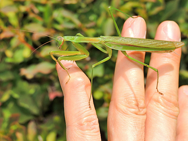 オオカマキリ・ハラビロカマキリ : 一寸の虫にも五分の魂