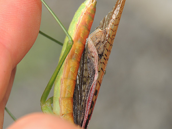 オオカマキリ・ハラビロカマキリ : 一寸の虫にも五分の魂