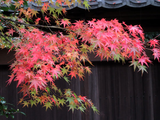 紅葉だより22 光悦寺と妙見宮_e0048413_20464063.jpg