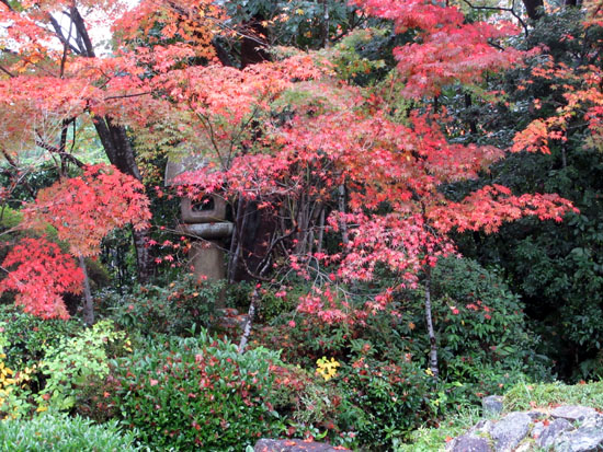 紅葉だより23 源光庵_e0048413_213213100.jpg