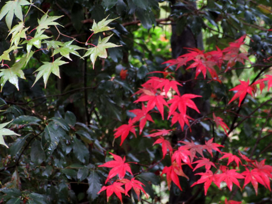 紅葉だより23 源光庵_e0048413_21322497.jpg