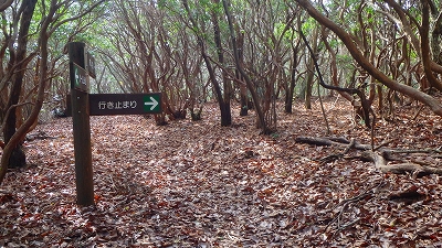 f0193521_04928.jpg