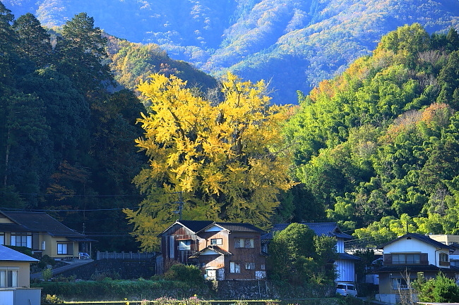 岩部大銀杏も紅葉終盤です_a0165631_16094447.jpg