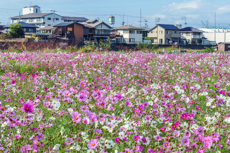 坂出 (江尻町) のコスモス畑へ  ③_d0246136_16154641.jpg