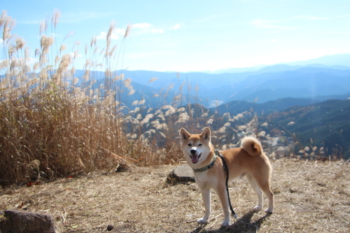 黄金色に輝く・・・のらしい　～柴犬と曽爾高原～_f0245650_07340206.jpg