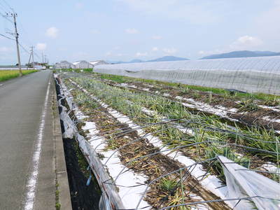 熊本産パイナップル 『菊池・七城産 けんちゃん家のパイナップル』予約販売受付中!!_a0254656_1811412.jpg
