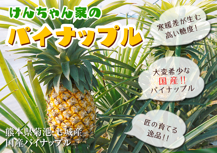 熊本産パイナップル 『菊池・七城産 けんちゃん家のパイナップル』予約販売受付中!!_a0254656_18334836.jpg