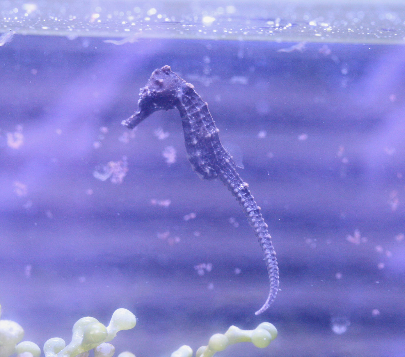 ピンポイントおすすめ ビーボックスアクアリウム 海水魚 サンゴ情報 ピンポイントおすすめ ビーボックスアクアリウム 海水魚 サンゴ情報