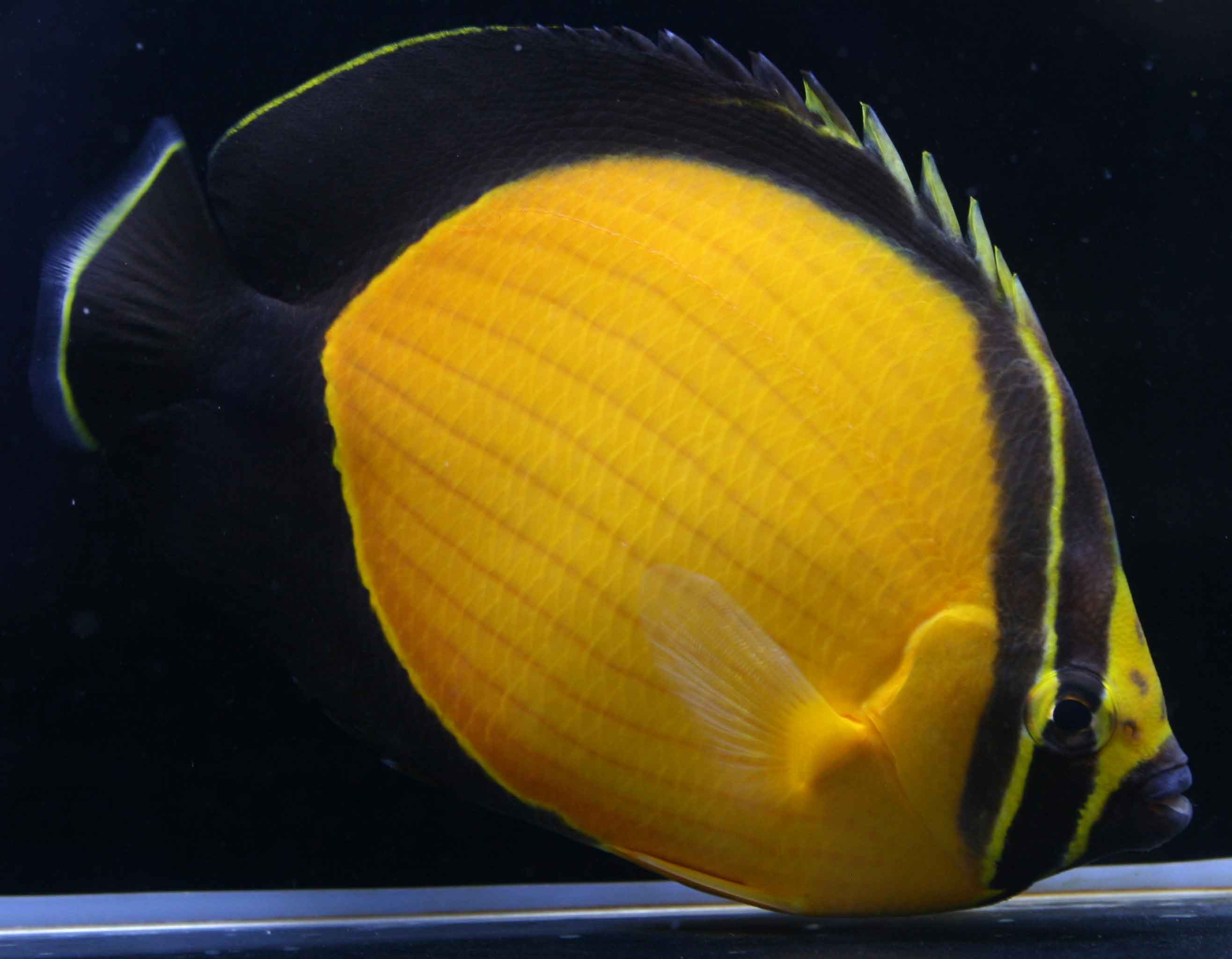 海水魚 チョウチョウウオ アラビアンバタフライフィッシュ 6cm 1匹 紅海産 Himawari Framesesquadrias Com Br 海水魚 チョウチョウウオ アラビアンバタフライフィッシュ 6cm 1匹 紅海産 Himawari Framesesquadrias Com Br