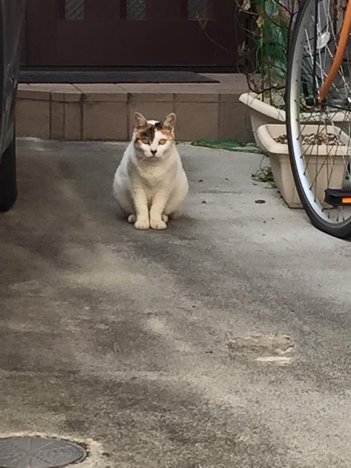 今年も猫まみれ熊手ゲットしましたニャ_a0246661_1814377.jpg