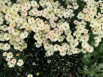 花と緑の宮崎の救世主になる予感 宮崎産まれラナンキュラス ラックス 宮崎の花屋 アナーセン 花と緑の宮崎の救世主になる予感 宮崎産まれラナンキュラス ラックス 宮崎の花屋 アナーセン