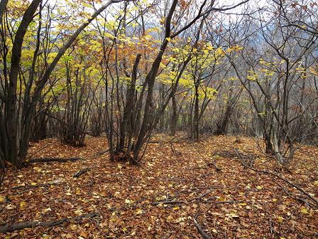 ムネ山～奥谷山　　北側から周回_f0302771_2211436.jpg