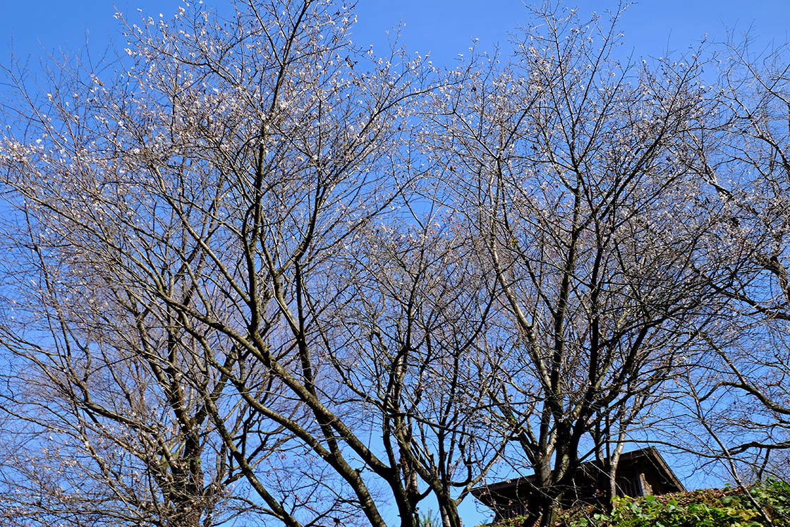 冬桜（大峰山桜公園）_e0096372_09553061.jpg